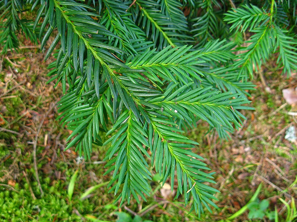 Taxus baccata 'Repandens' (Spreading English Yew)