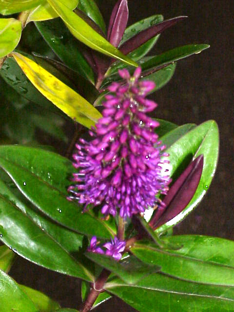 Veronica speciosa (New Zealand hebe)