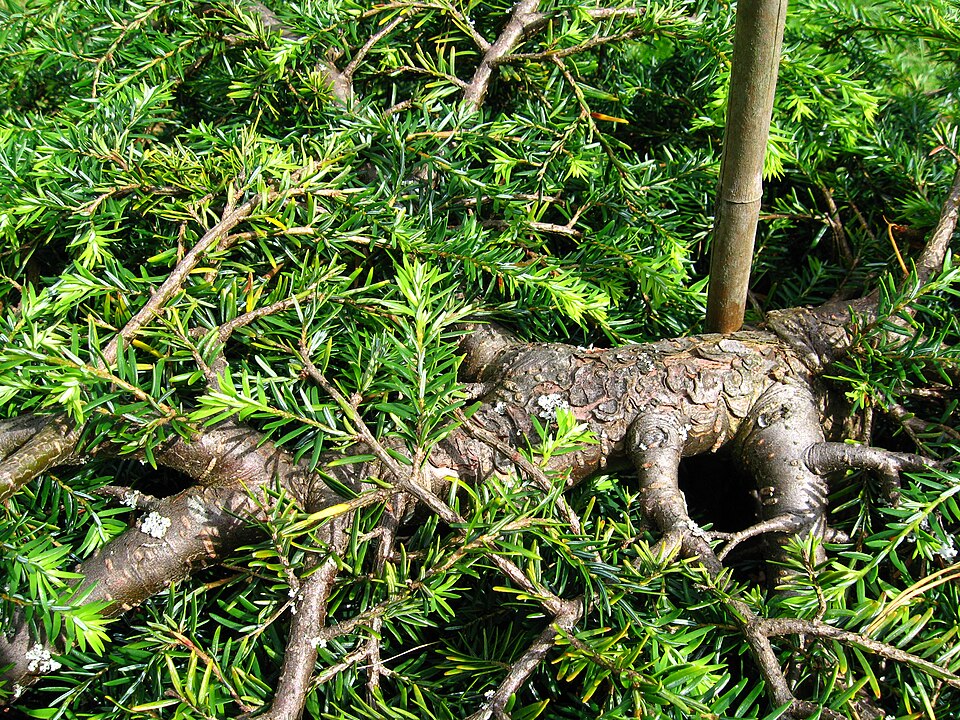 Tsuga canadensis 'Pendula' (Weeping Canadian Hemlock) (alternate view 2)