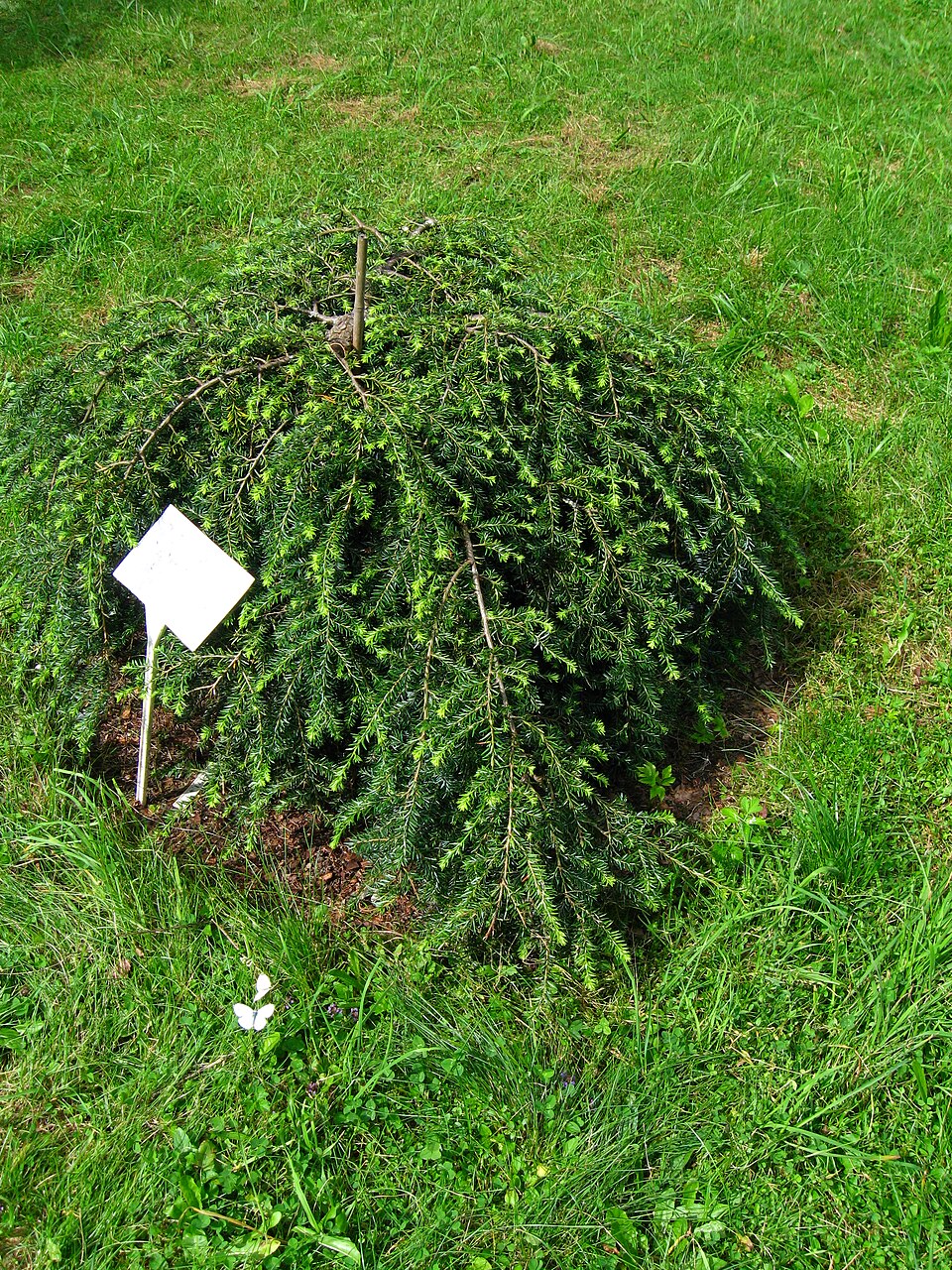 Tsuga canadensis 'Pendula' (Weeping Canadian Hemlock) (alternate view 3)