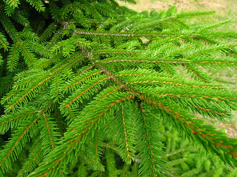Picea orientalis 'Aurea' (Golden Oriental Spruce)
