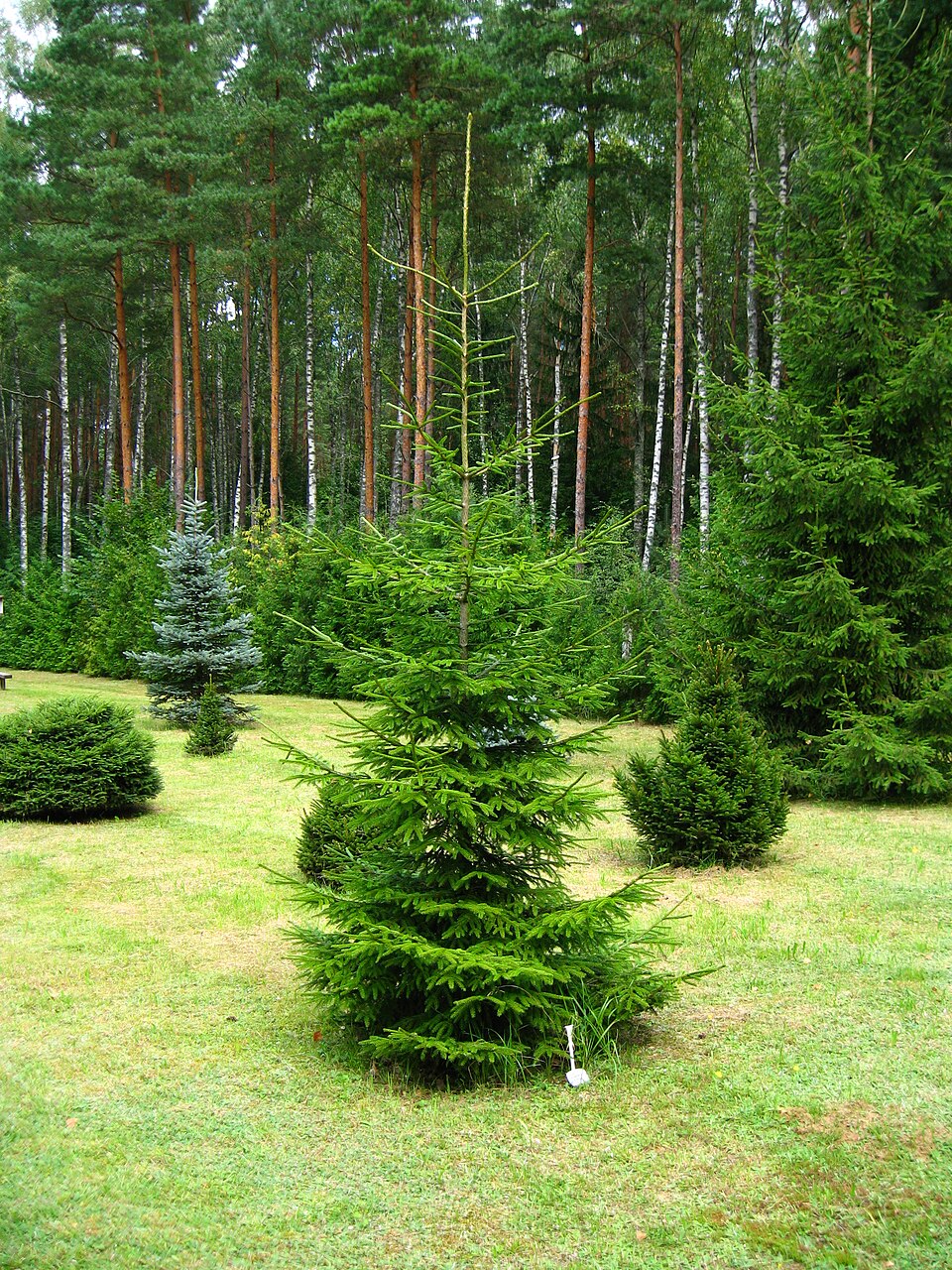 Picea orientalis 'Aurea' (Golden Oriental Spruce) (alternate view 2)