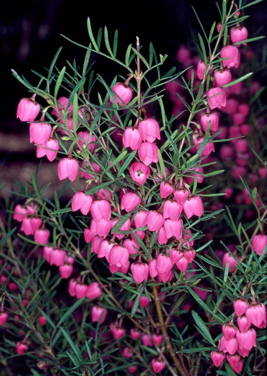 Boronia heterophylla, Red boronia — upright evergreen (Rutaceae) (image 4 of 10)