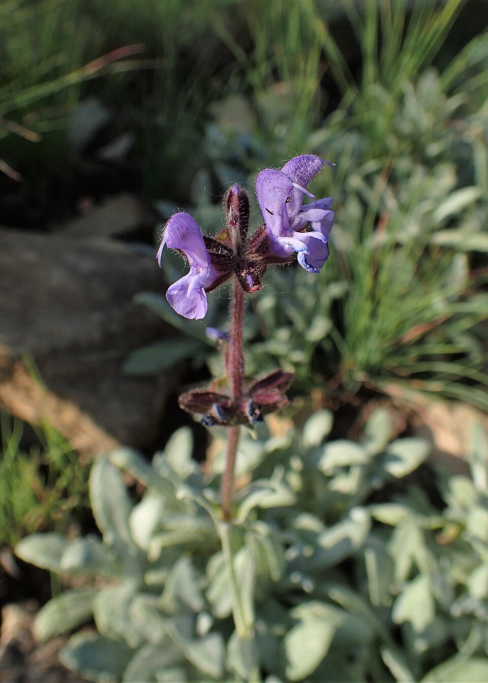 Salvia canescens var. daghestanica (Daghestan Sage) (alternate view 7)