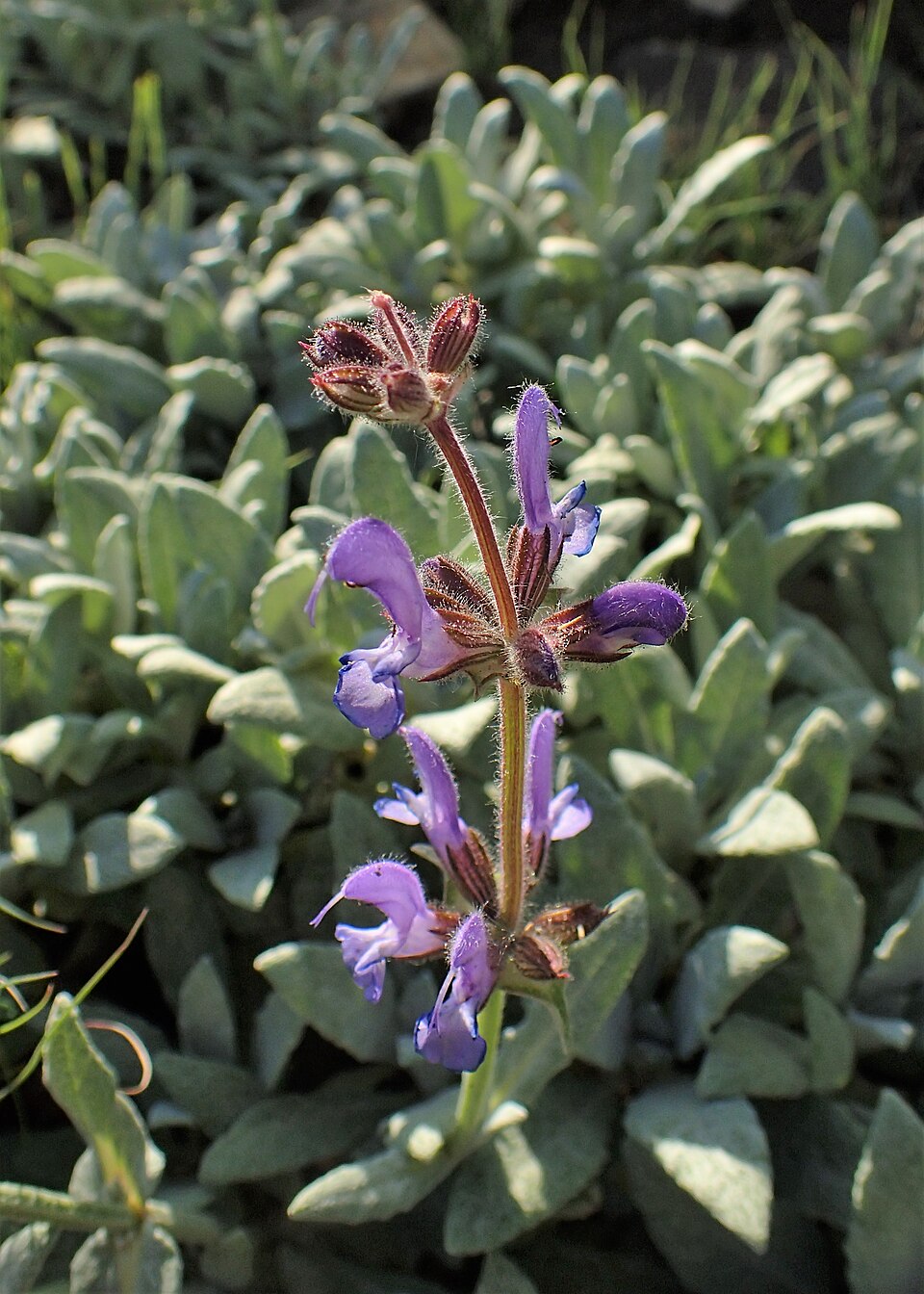 Salvia canescens var. daghestanica (Daghestan Sage) (alternate view 8)