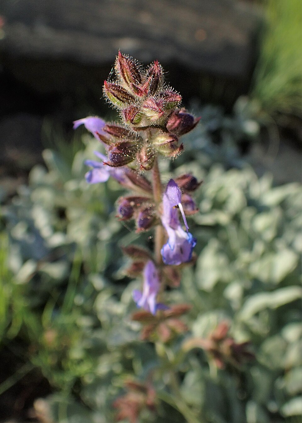 Salvia canescens var. daghestanica (Daghestan Sage) (alternate view 9)