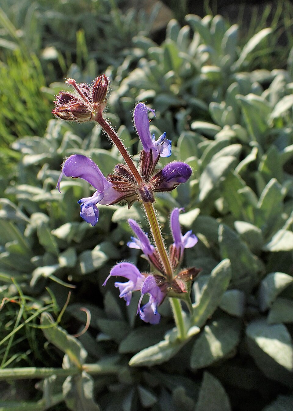 Salvia canescens var. daghestanica (Daghestan Sage) (alternate view 10)