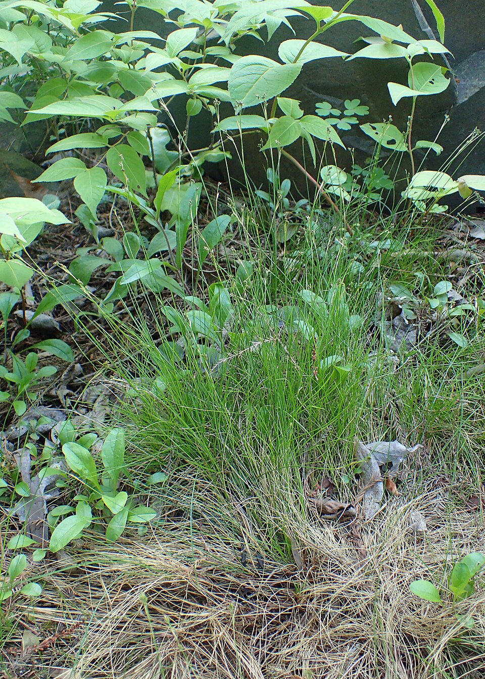 Carex eburnea (Ivory Sedge) (alternate view 6)