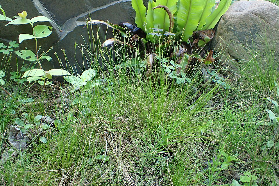 Carex eburnea (Ivory Sedge) (alternate view 7)