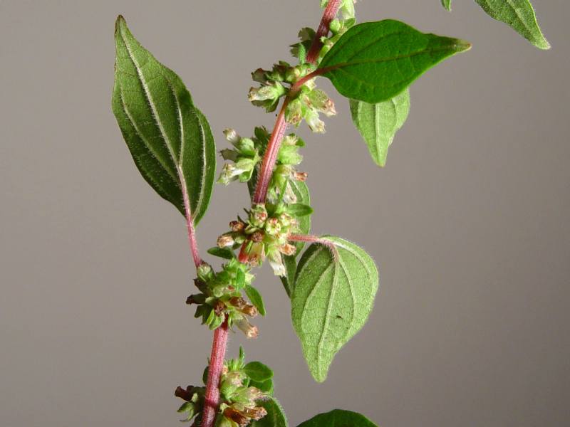 Parietaria judaica (pellitory-of-the-wall)