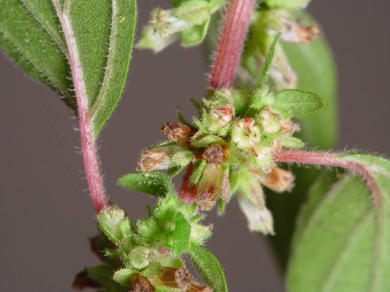 Parietaria judaica (pellitory-of-the-wall)