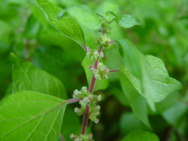Parietaria judaica (pellitory-of-the-wall)