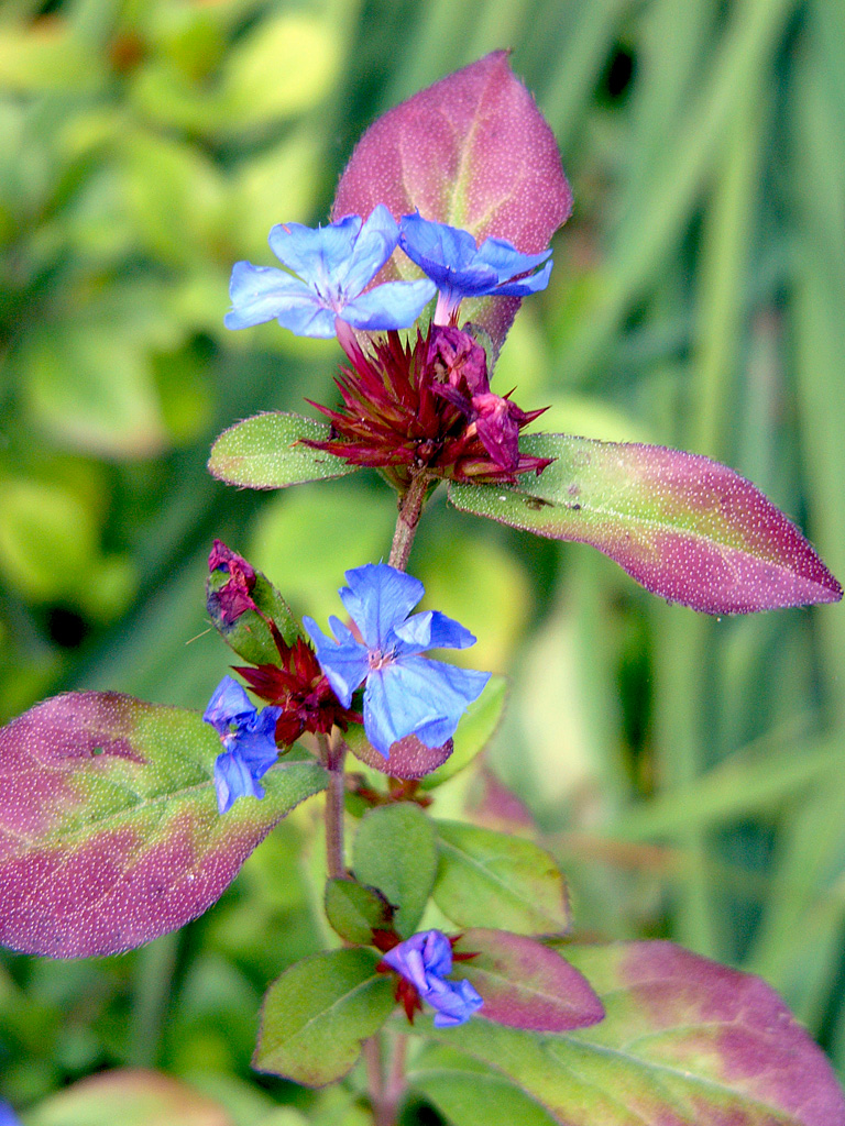 Ceratostigma plumbaginoides (Leadwort) (alternate view 9)