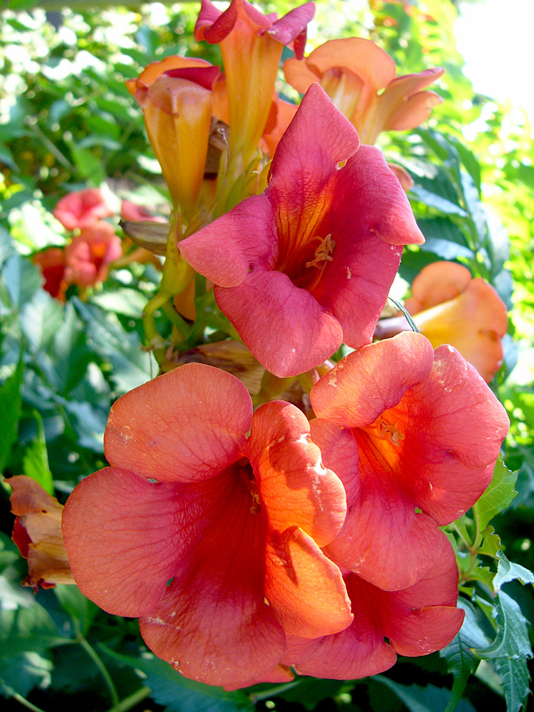 Campsis grandiflora, Chinese trumpet creeper — climbing deciduous (Bignoniaceae) (image 9 of 10)