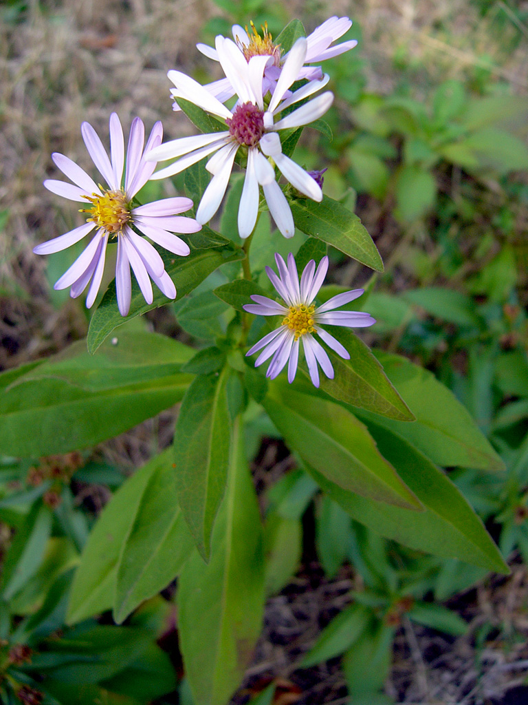 Symphyotrichum novi-belgii (New York aster)