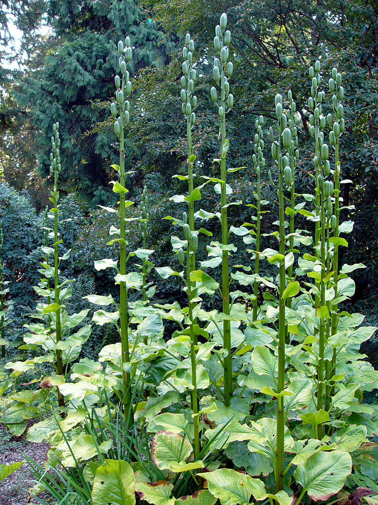Cardiocrinum giganteum (giant Himalayan lily) (alternate view 8)