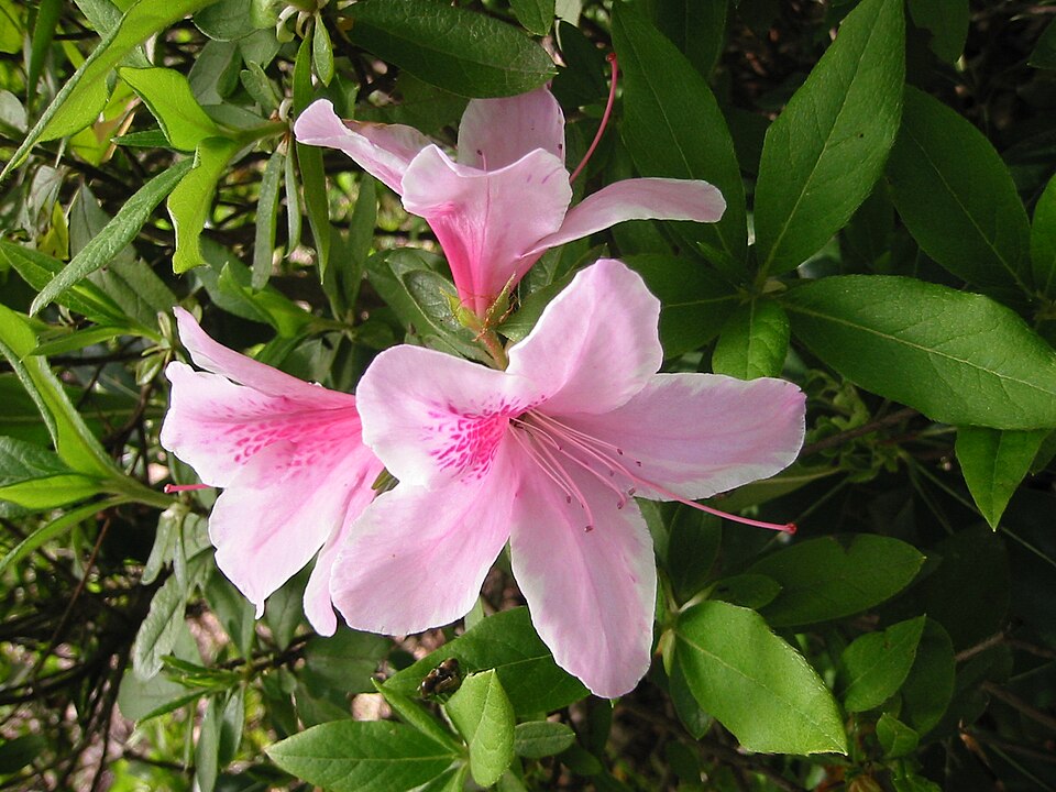 Rhododendron indicum (southern Indian azalea)