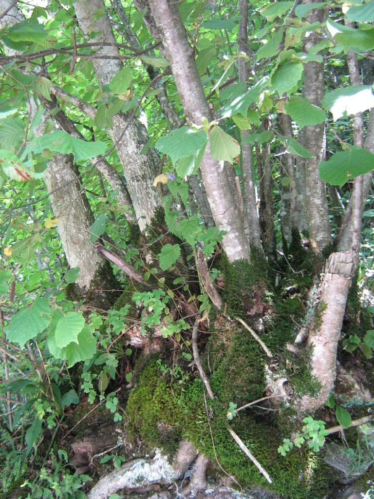 Corylus avellana (alternate view 12)