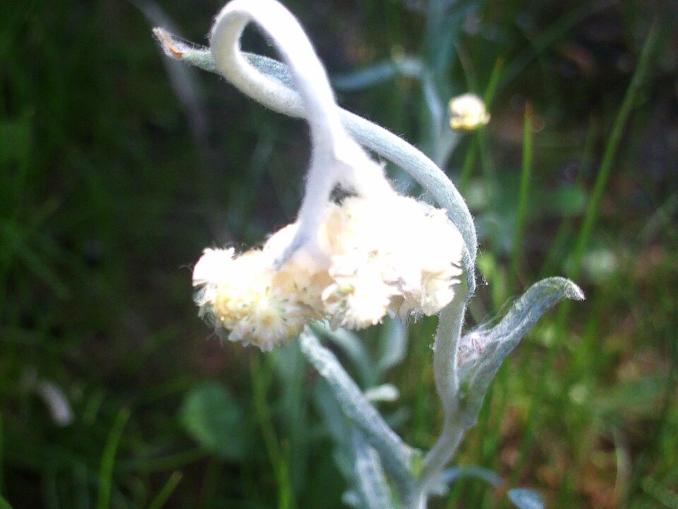 Pseudognaphalium luteoalbum (Jersey Cudweed)