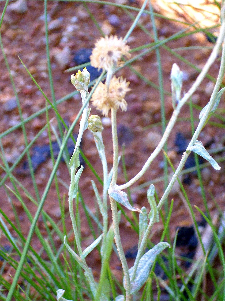 Pseudognaphalium luteoalbum (Jersey Cudweed)