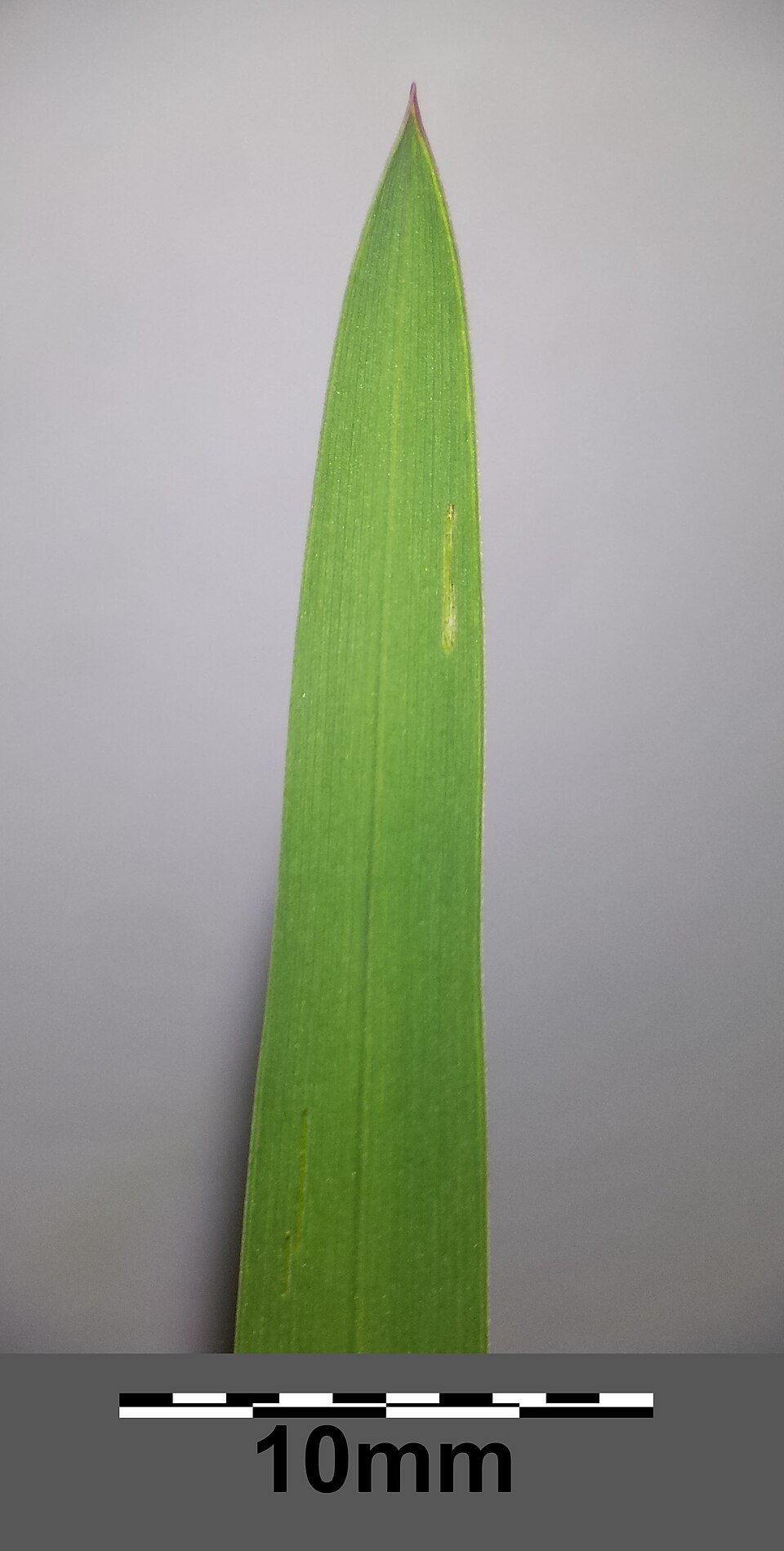 Glyceria fluitans (water manna grass)