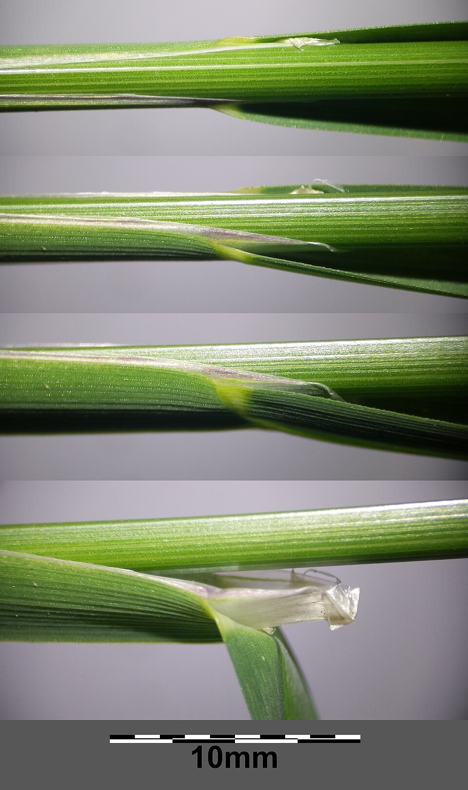 Glyceria fluitans (water manna grass)