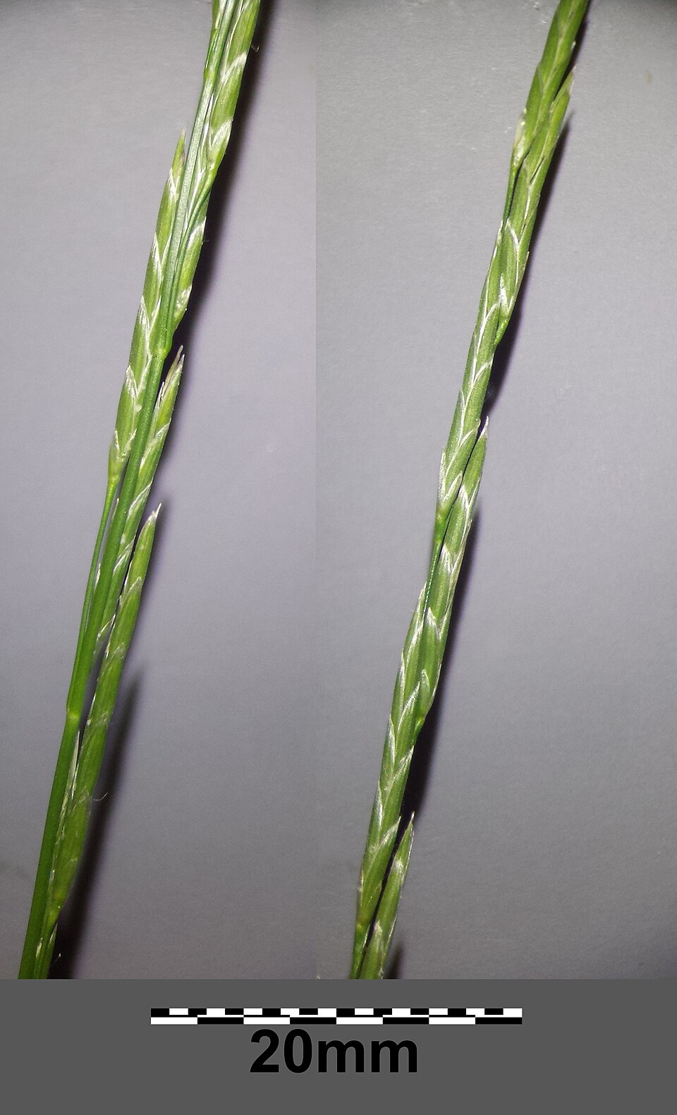Glyceria fluitans (water manna grass)