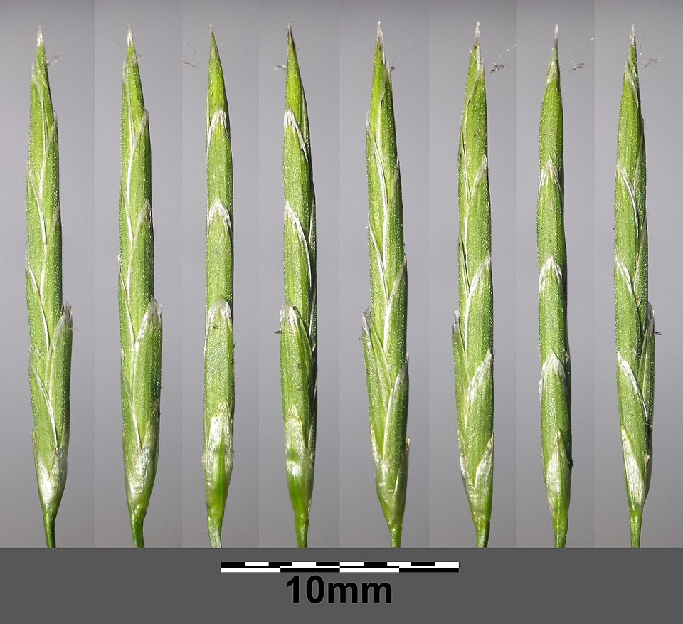 Glyceria fluitans (water manna grass)