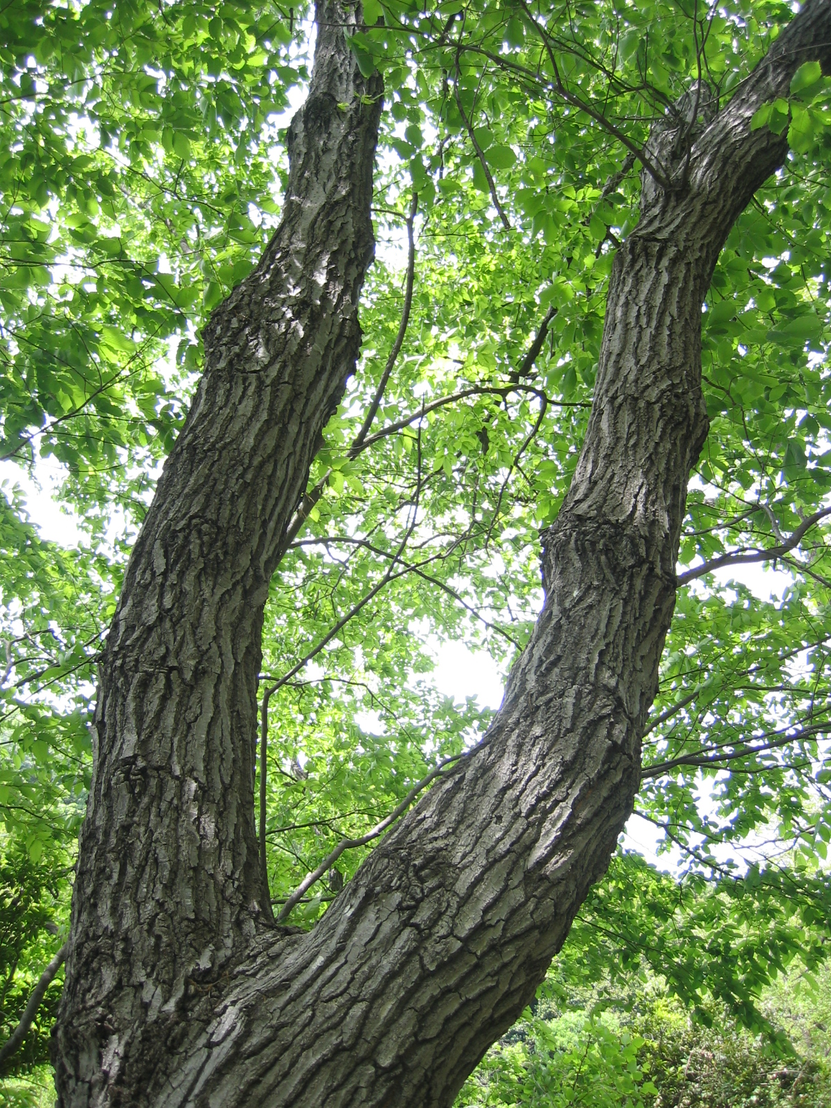 Quercus serrata, Konara oak — spreading deciduous (Fagaceae) (image 1 of 10)