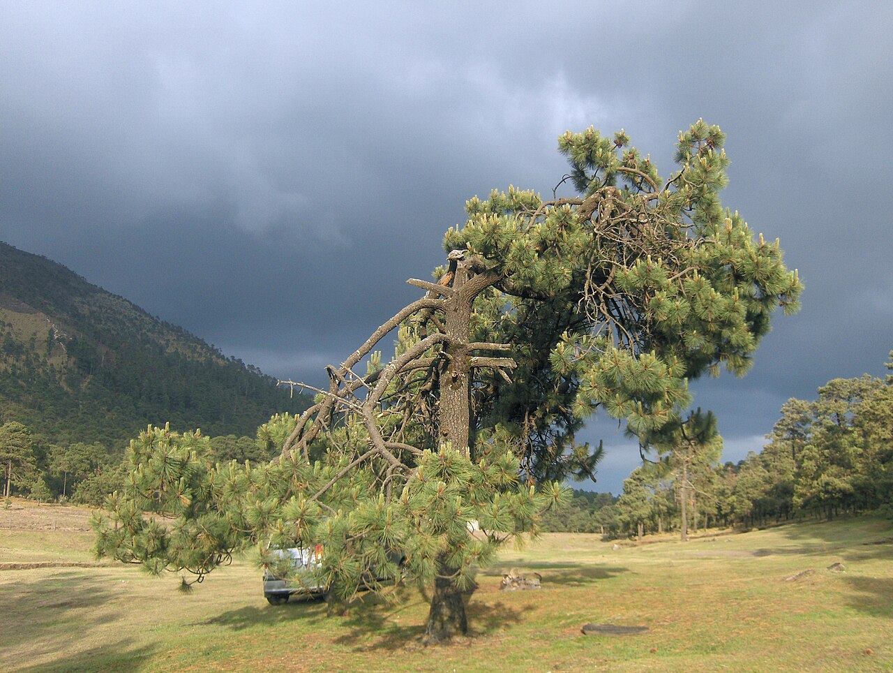 Pinus montezumae (Montezuma Pine)