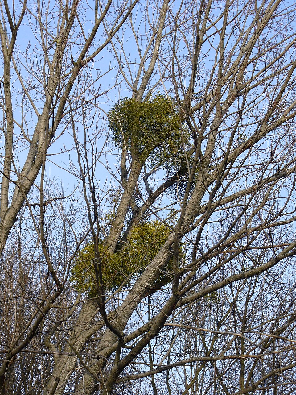 Viscum album (European mistletoe)