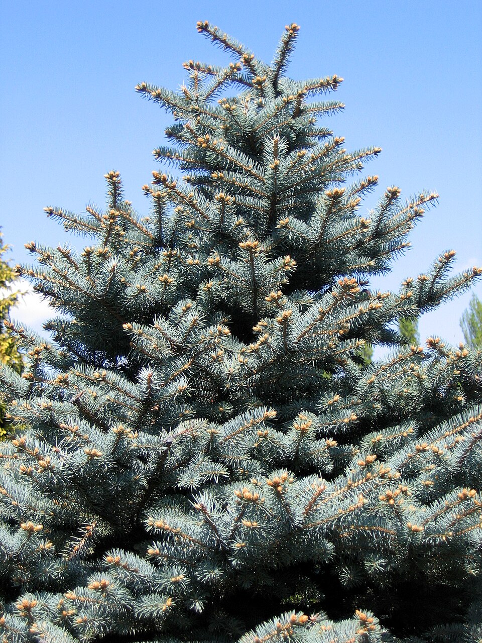 Picea pungens 'Montgomery' (Montgomery Blue Spruce)