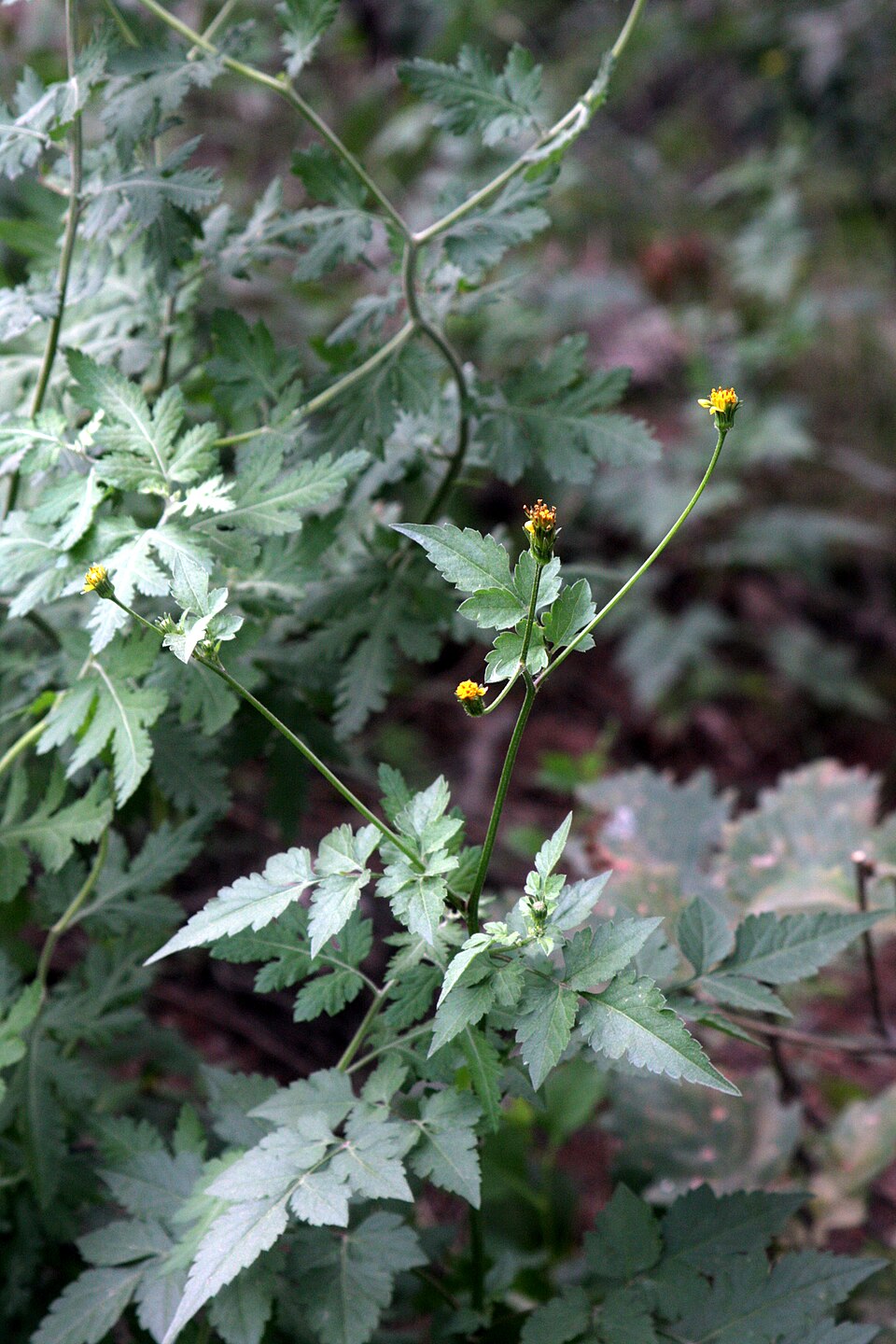 Bidens bipinnata (Spanish needles)