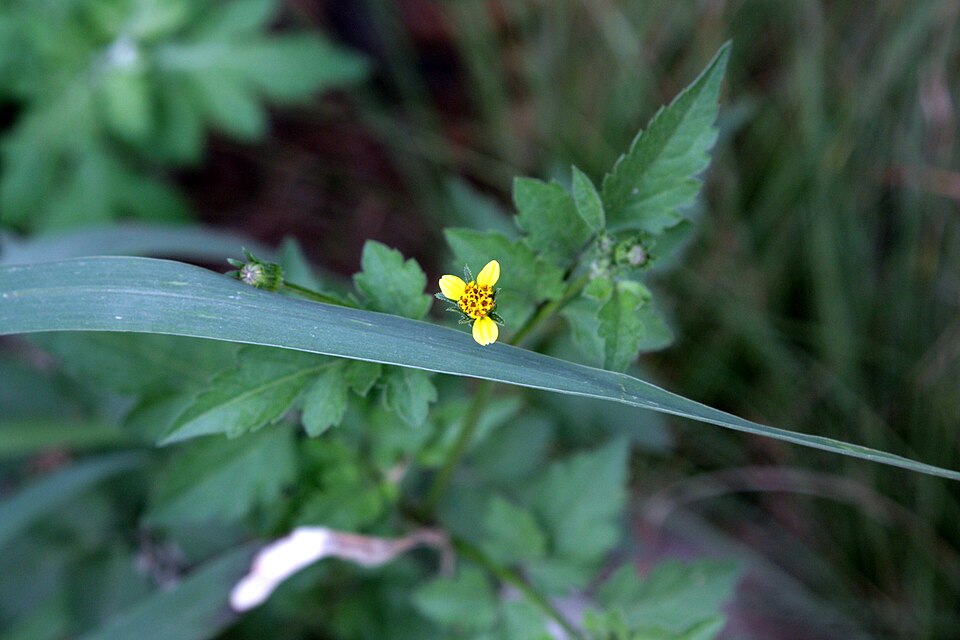 Bidens bipinnata (Spanish needles) (alternate view 2)