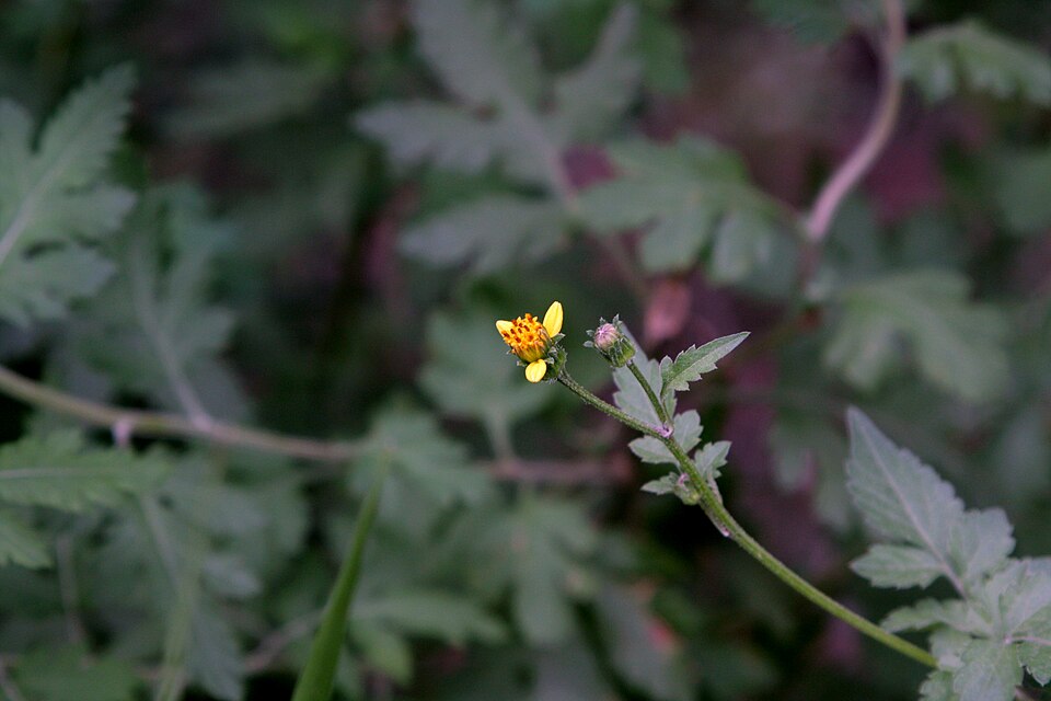 Bidens bipinnata (Spanish needles) (alternate view 3)