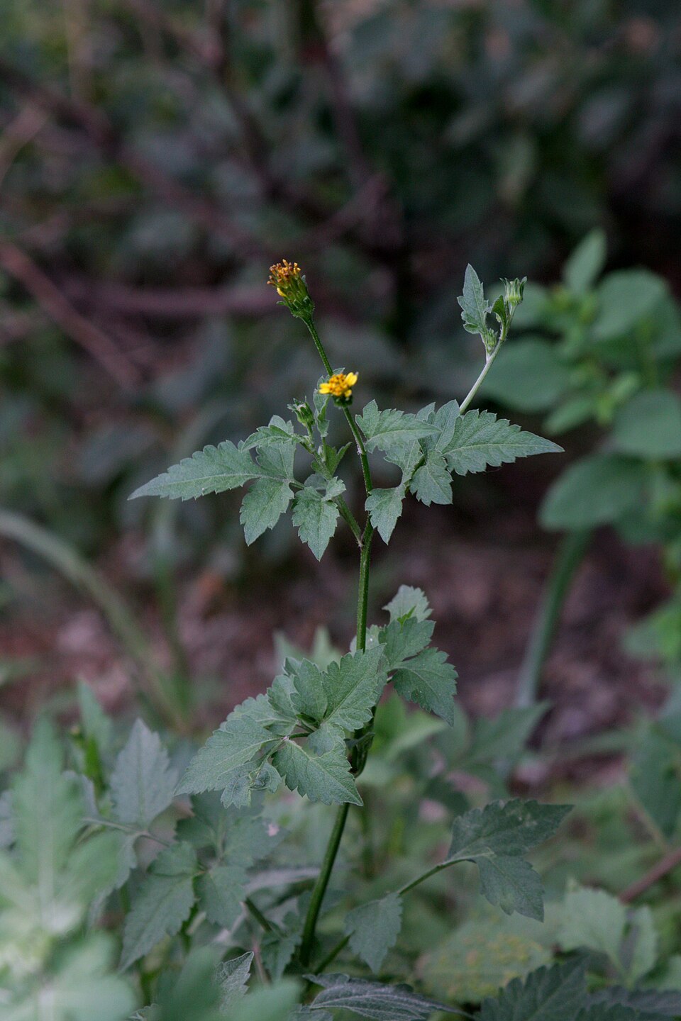 Bidens bipinnata (Spanish needles) (alternate view 4)