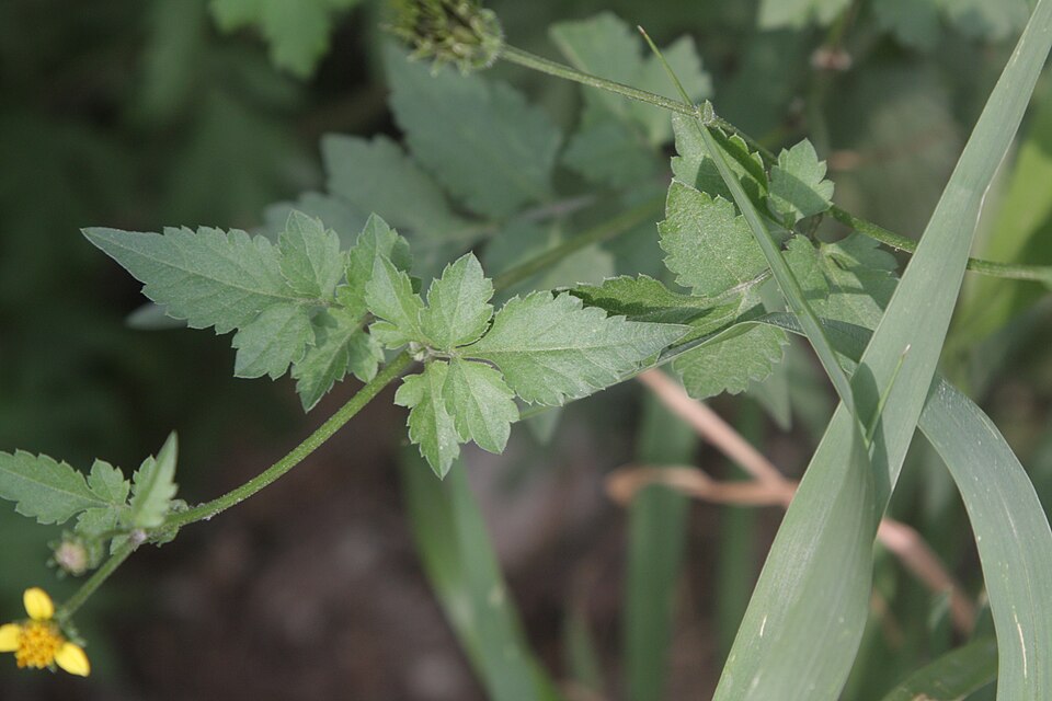 Bidens bipinnata (Spanish needles) (alternate view 5)
