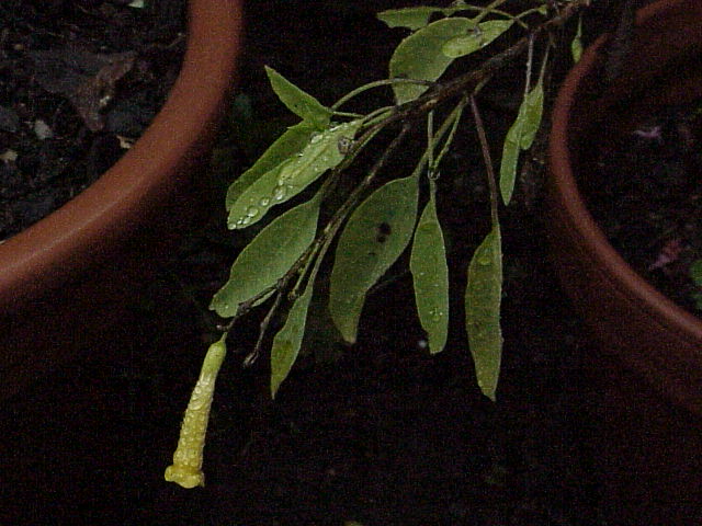 Nicotiana glauca (tree tobacco)