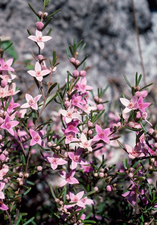 Boronia rosmarinifolia (Pink Boronia)