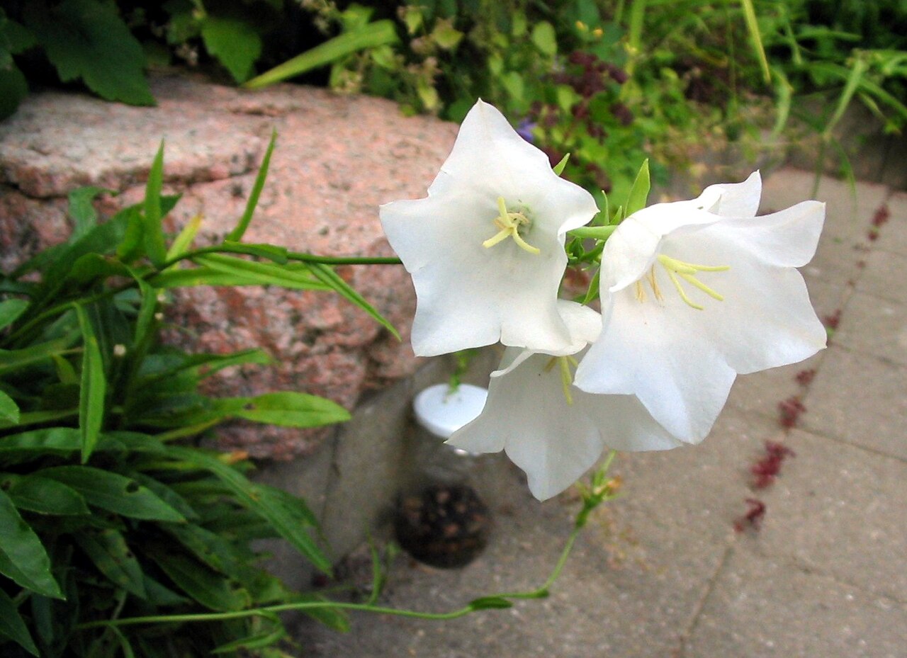 Campanula persicifolia, Peach-leaved bellflower — clumping semi-evergreen (Campanulaceae) (image 3 of 9)