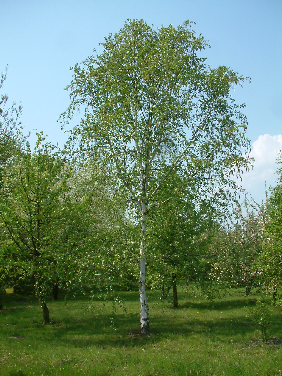Betula utilis ssp. jacquemontii (Himalayan white birch) (alternate view 6)