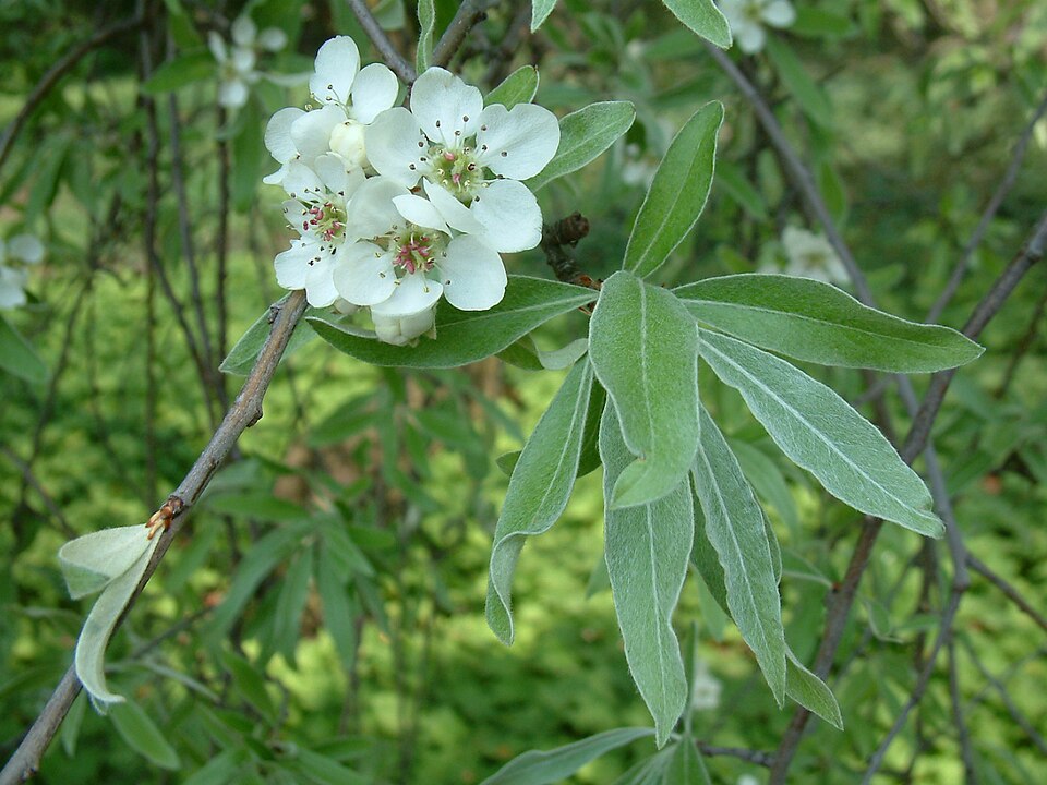 Pyrus salicifolia 'Pendula' (Weeping Silver Pear)