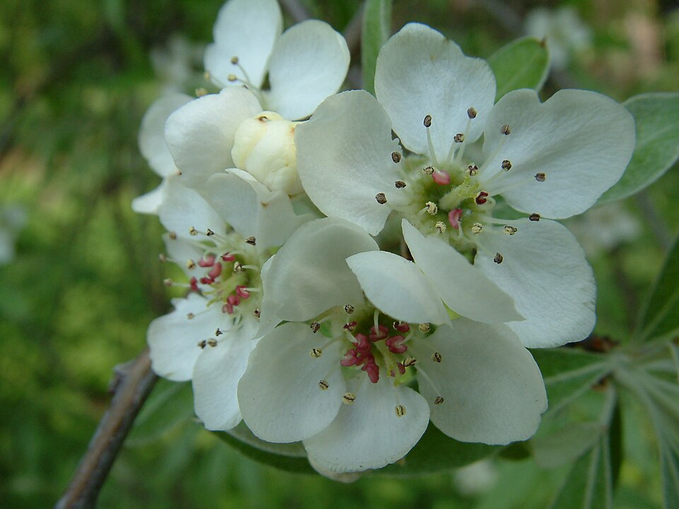 Pyrus salicifolia 'Pendula' (Weeping Silver Pear) (alternate view 2)