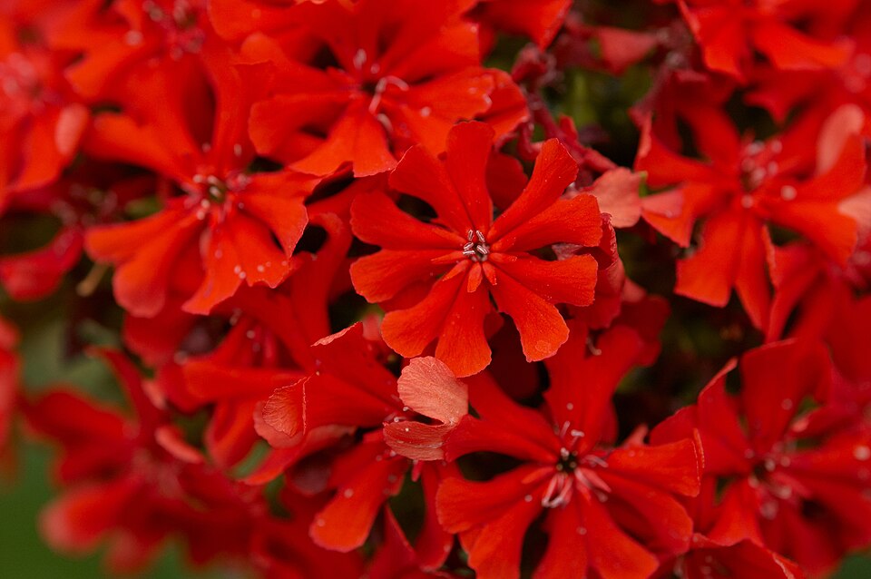 Lychnis chalcedonica (Maltese cross) (alternate view 10)