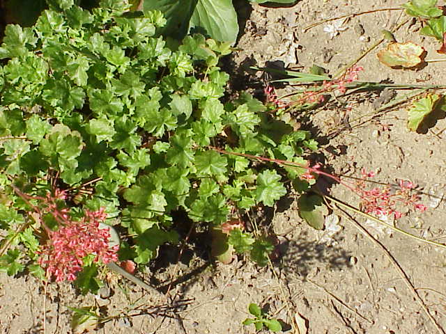 Heuchera sanguinea, Coral bells — mounding evergreen (Saxifragaceae) (image 2 of 10)