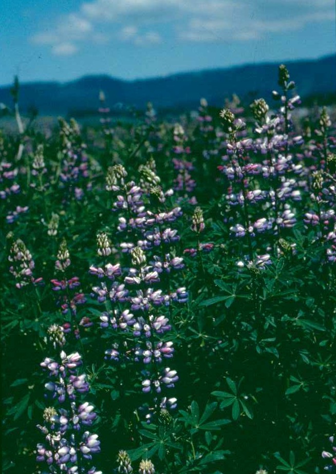 Lupinus albicaulis (Sicklekeel Lupine) (alternate view 6)
