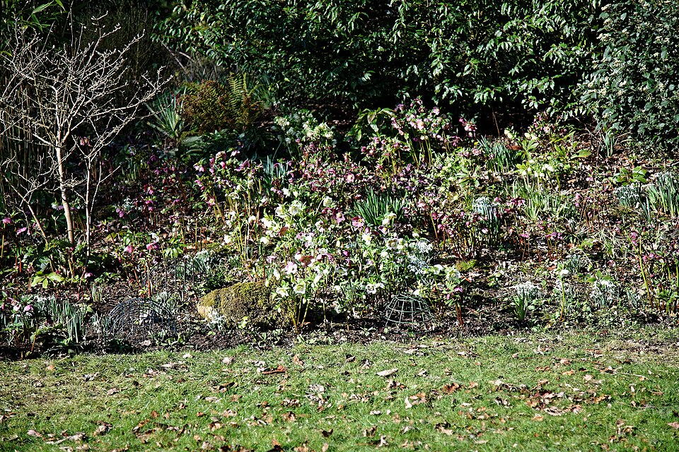 Helleborus (Hellebores) (alternate view 4)