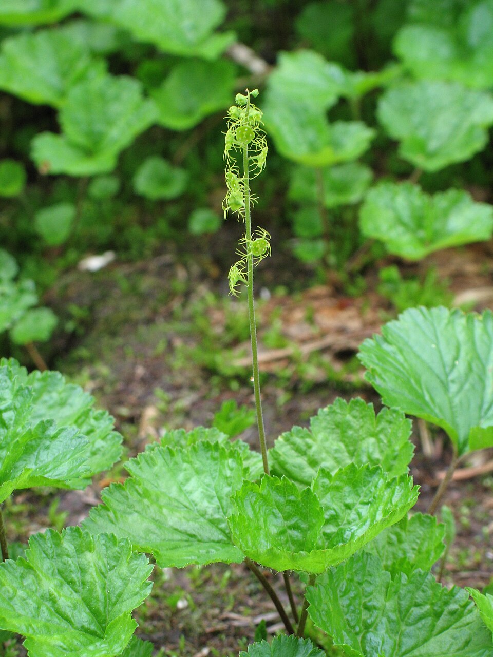 Mitella breweri (alternate view 4)