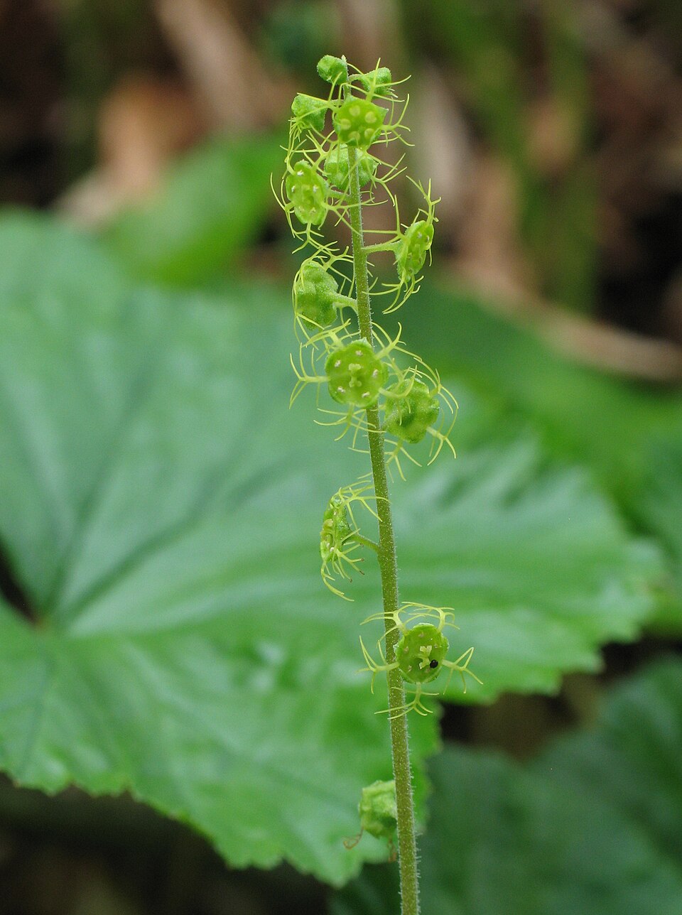 Mitella breweri (alternate view 5)