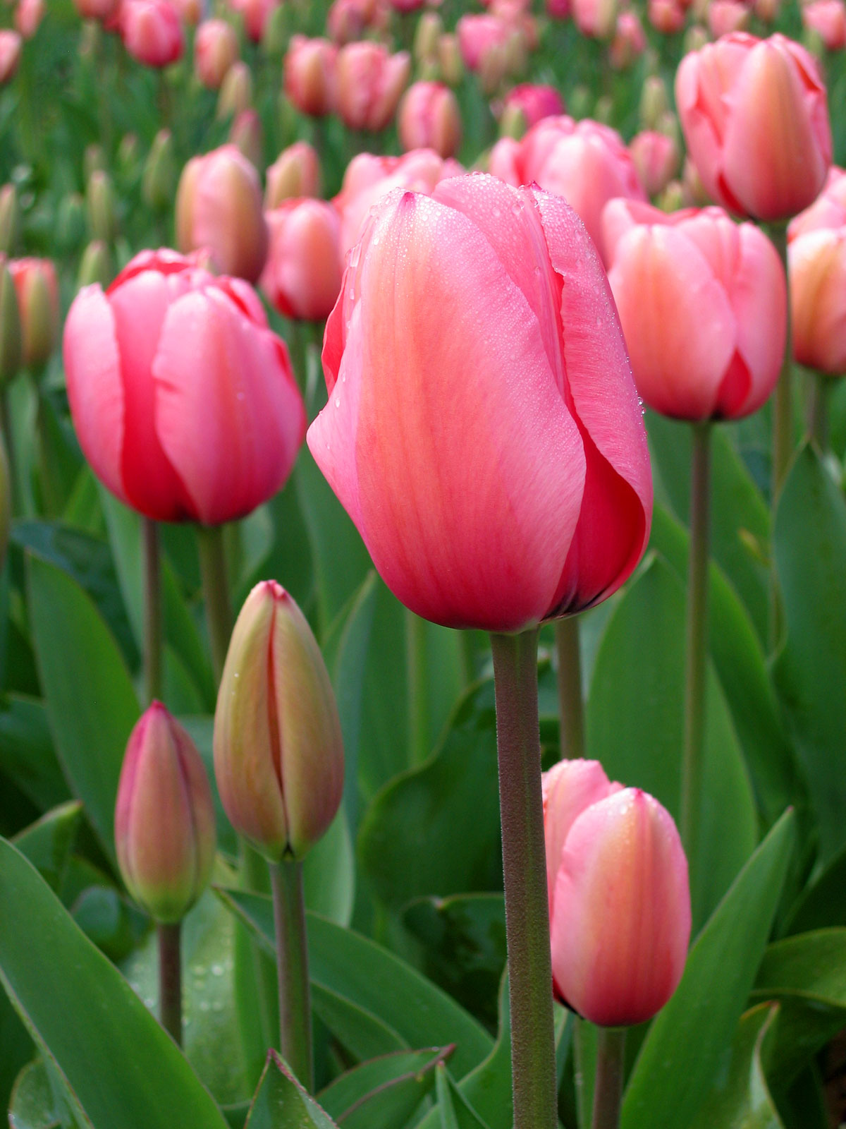 Tulipa (tulips)